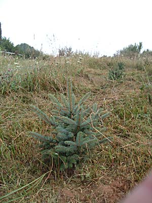 Blue Spruce 30k