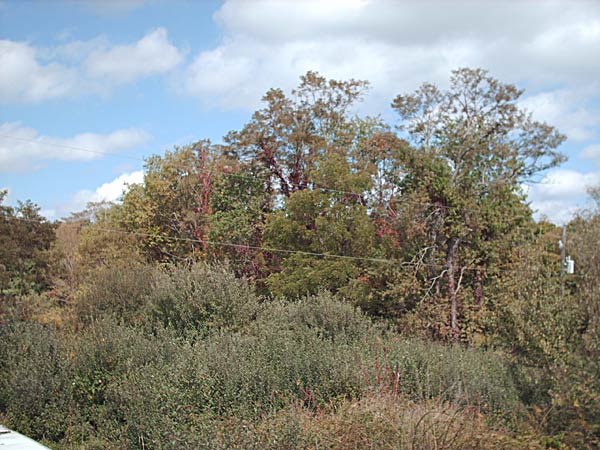 Ivy Covered Trees 68k